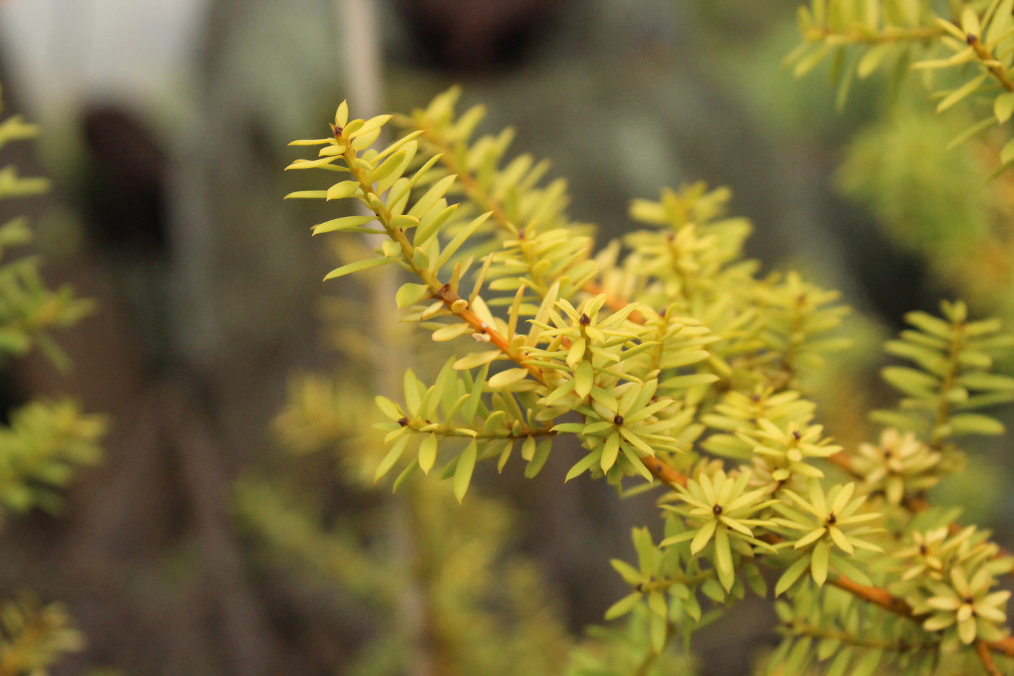 Podocarpus totara Aurea