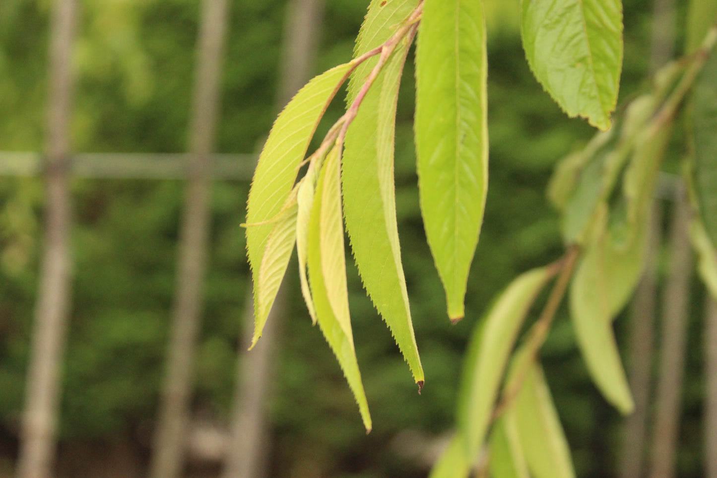 Prunus Pendula Rosea