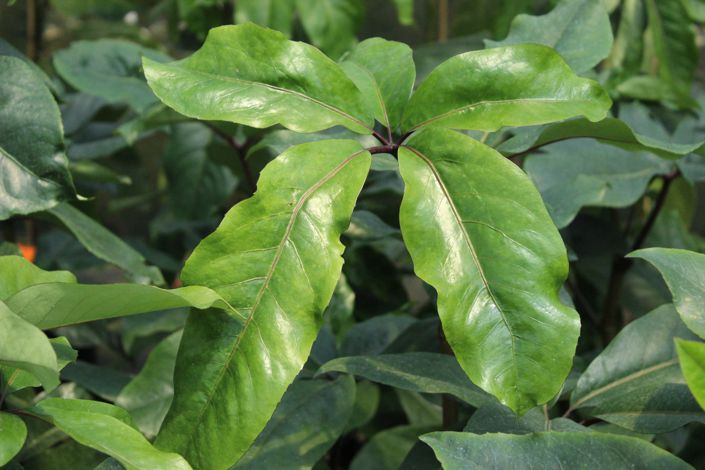 Pseudopanax laetus