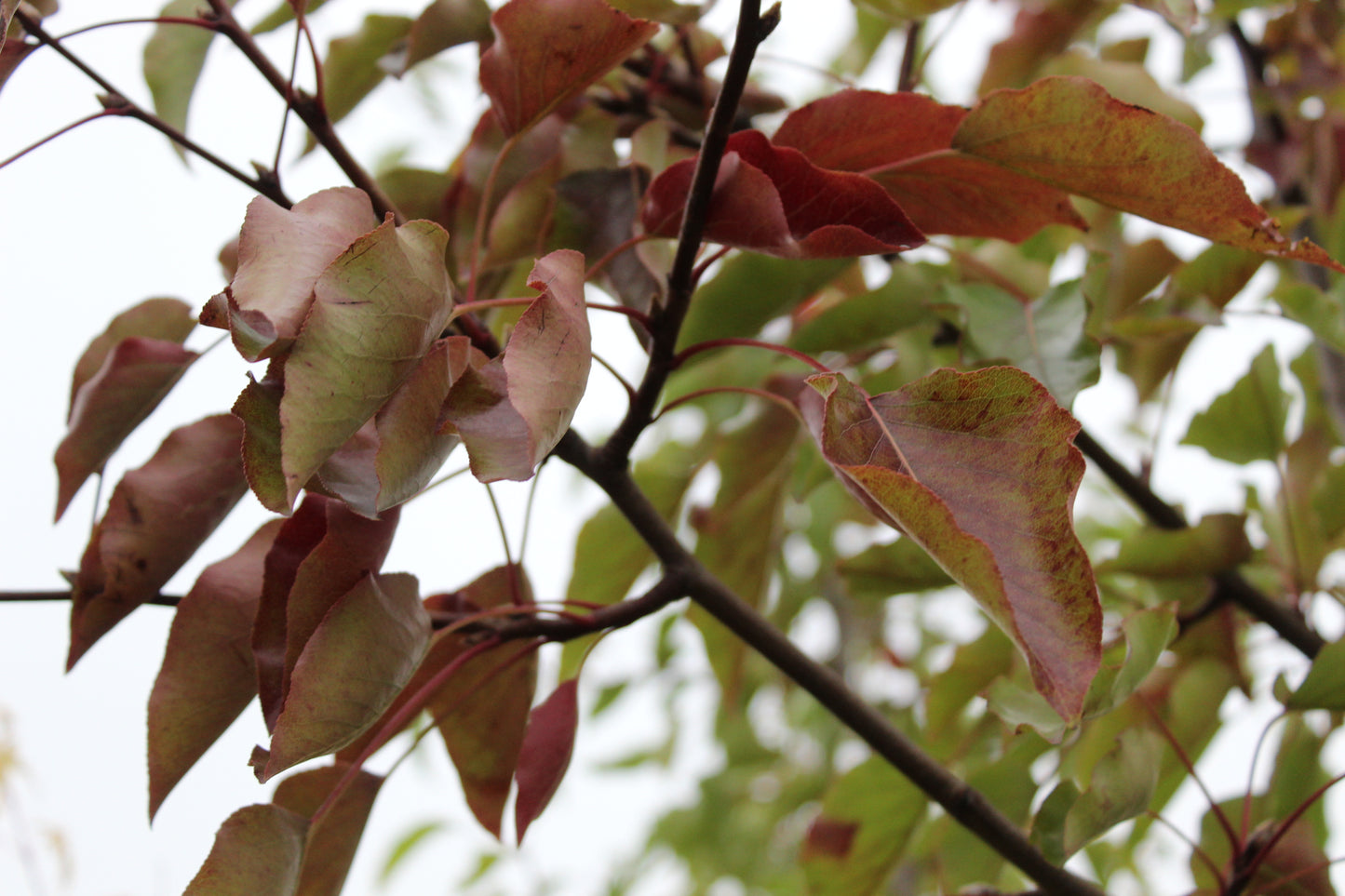 Pyrus calleryana Aristocrat