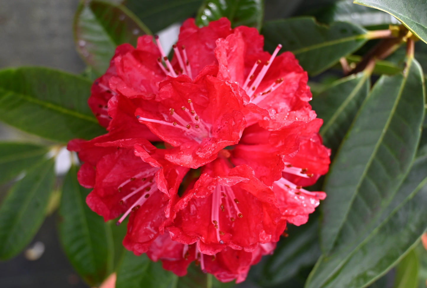 Rhododendron Bibiana