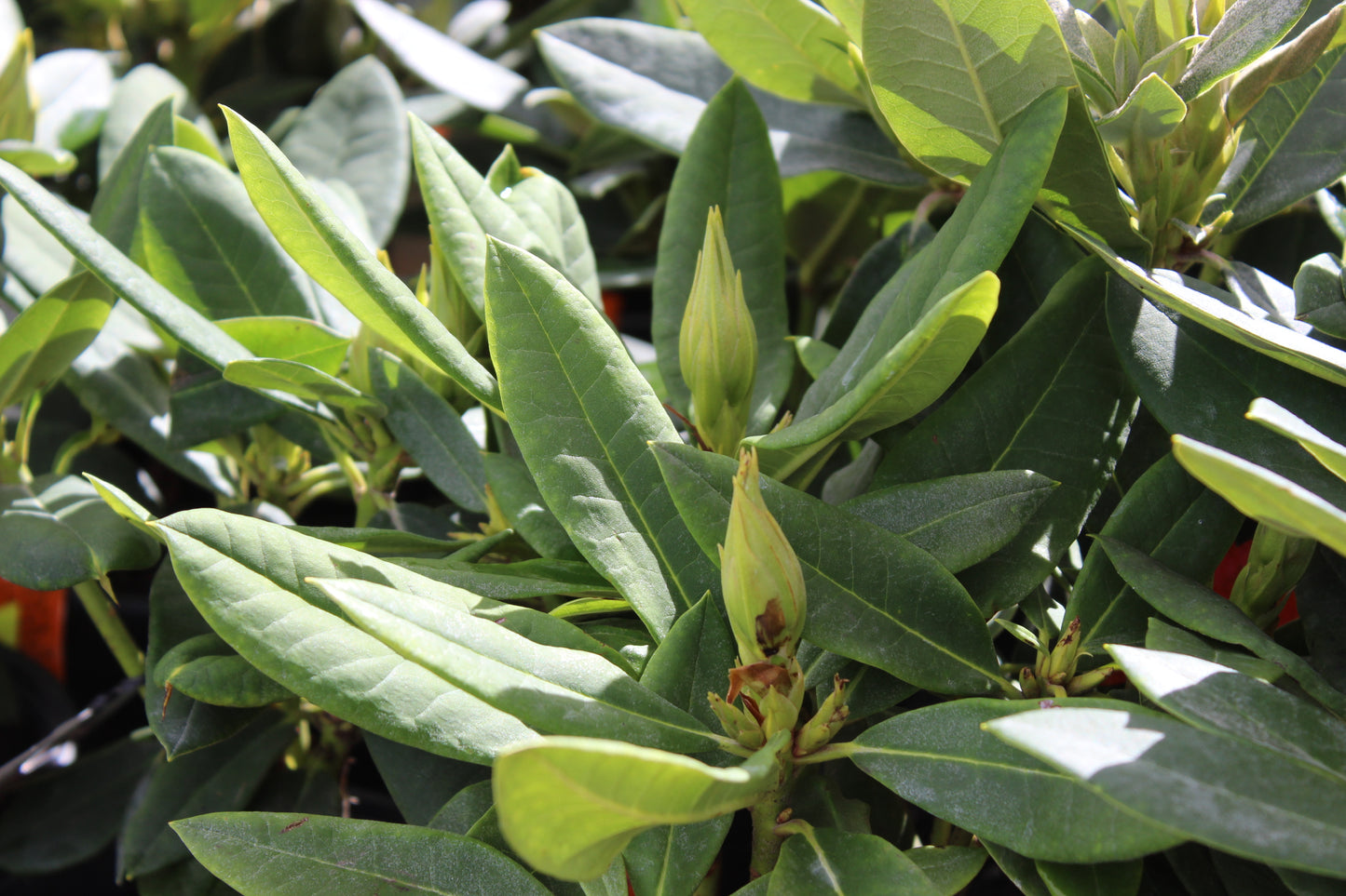 Rhododendron Dopey