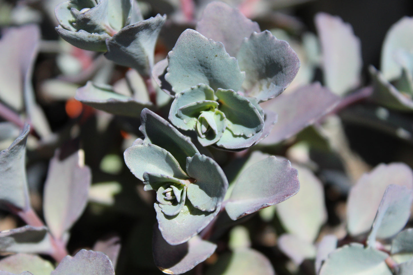 Sedum Bertram Anderson