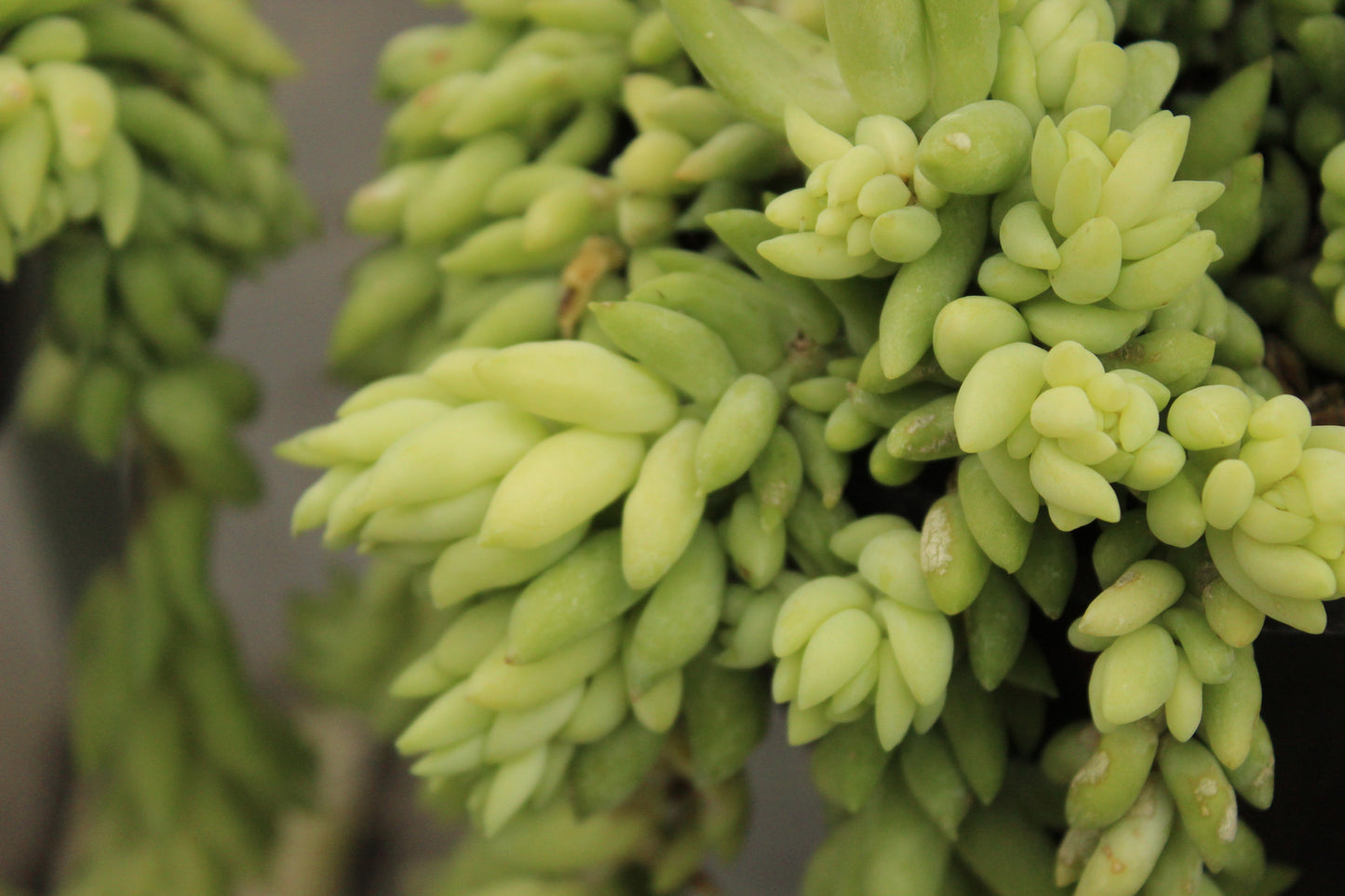 Sedum morganianum