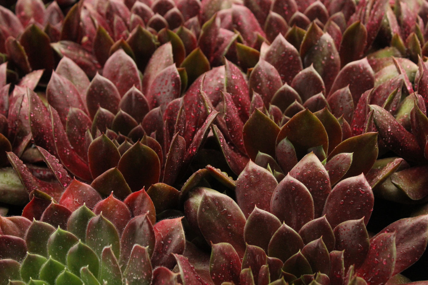 Sempervivum species
