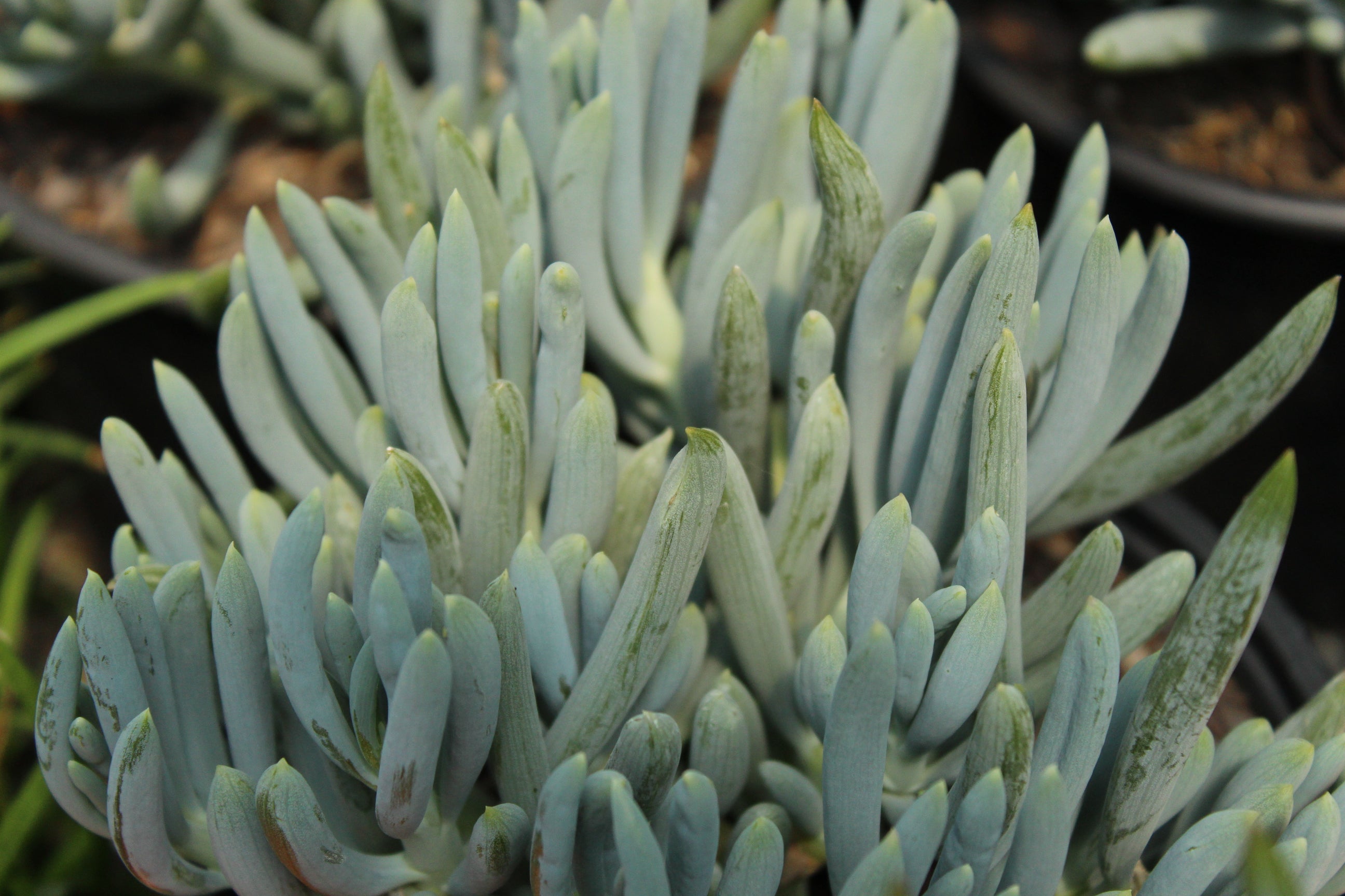 serpens succulent Senecio serpens – Texture Plants, Landscapes, Lush Lawns Christchurch