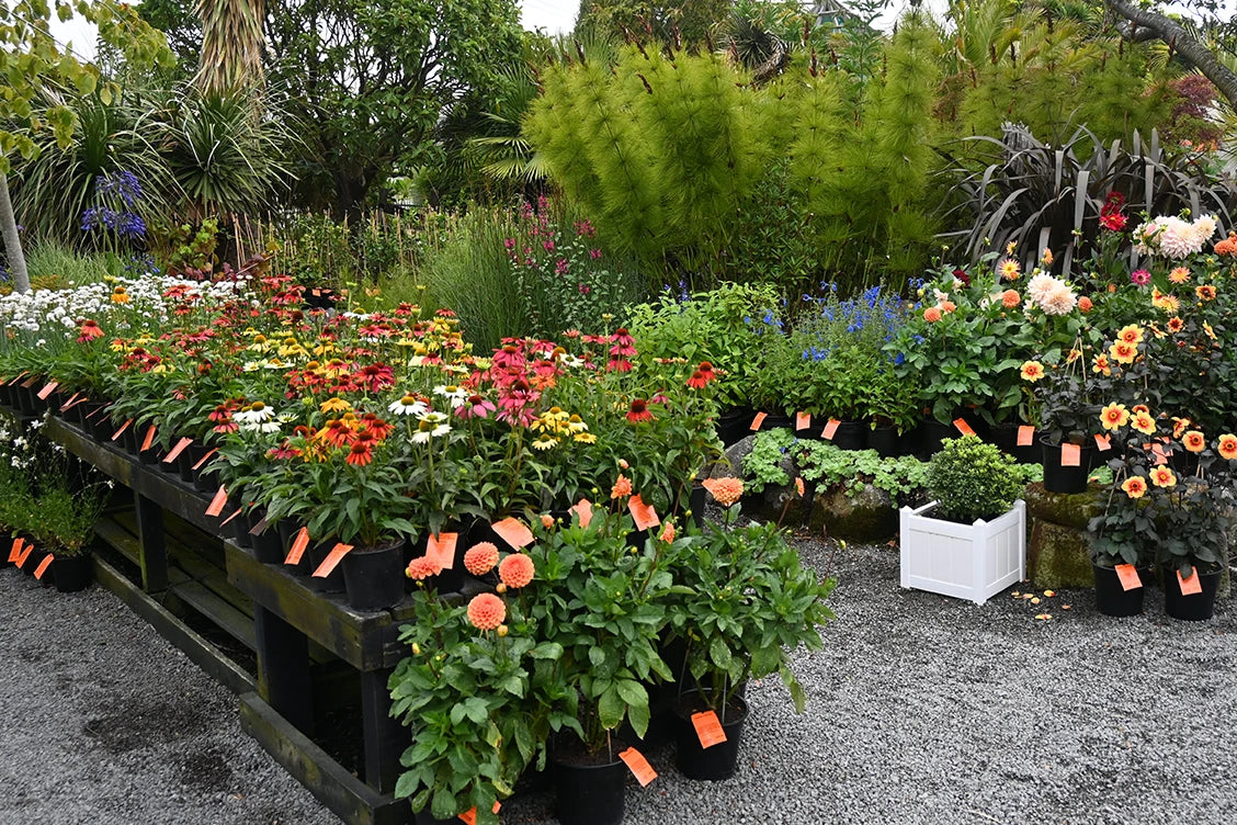 Texture Plants Nursery Chch