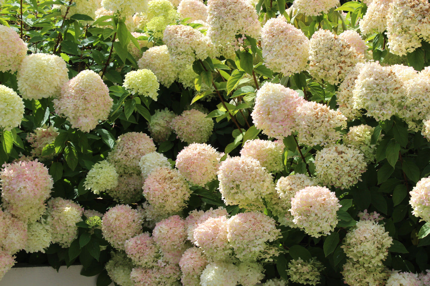 Hydrangea paniculata Candlelight