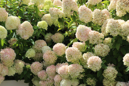 Hydrangea paniculata Candlelight