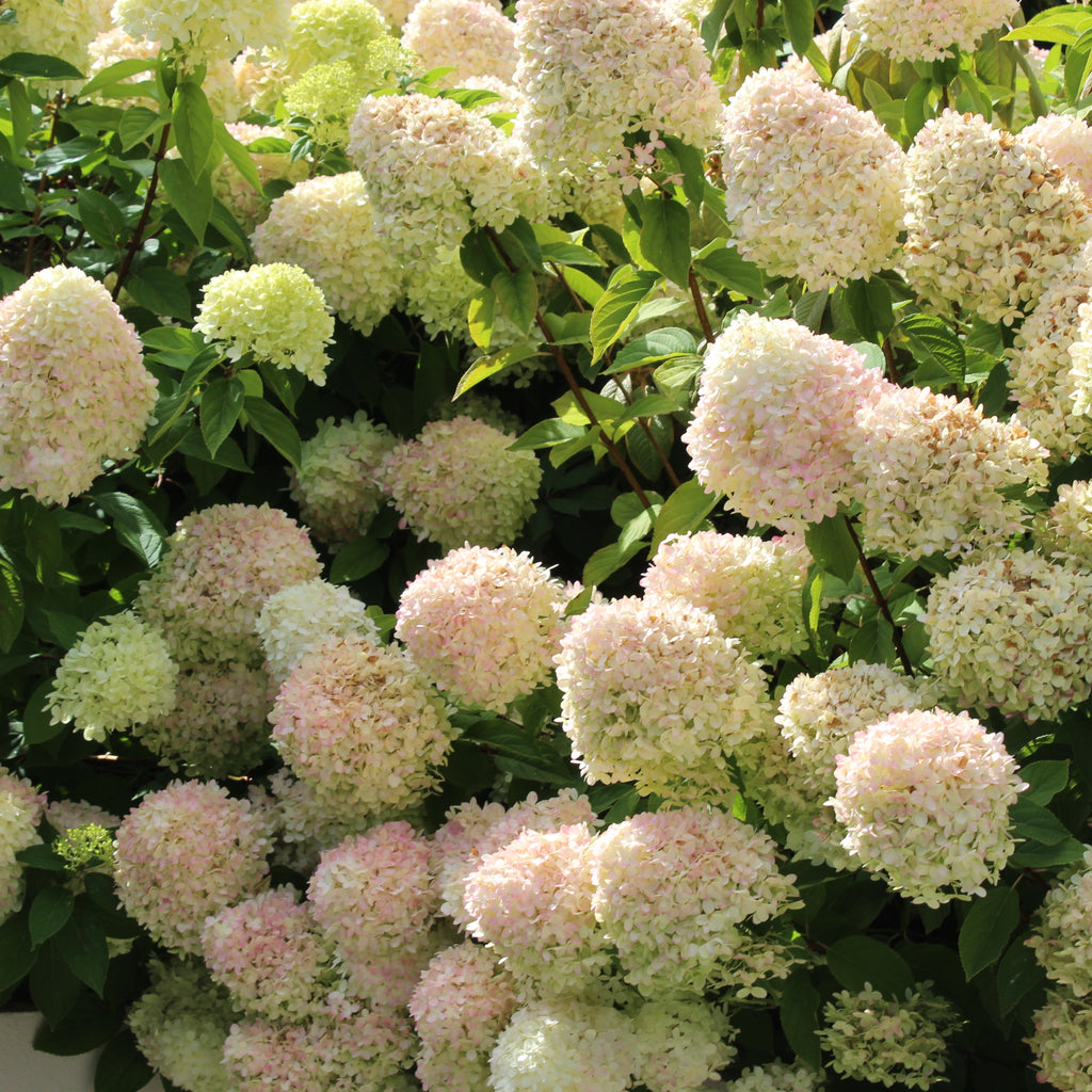 Hydrangea paniculata Candlelight Image