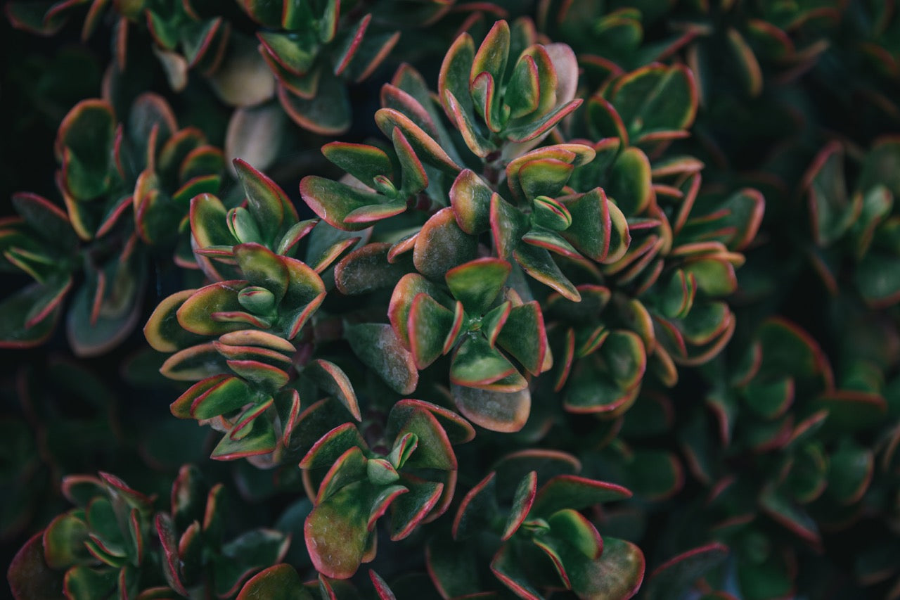 Texture Plants Slideshow