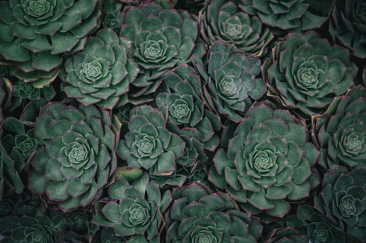 Texture Plants Slideshow