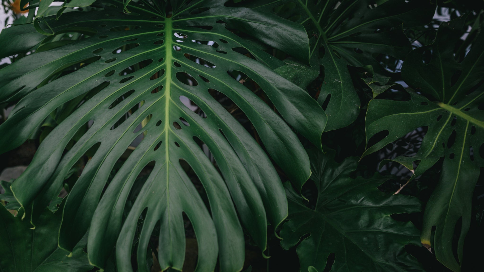 Texture Plants Slideshow