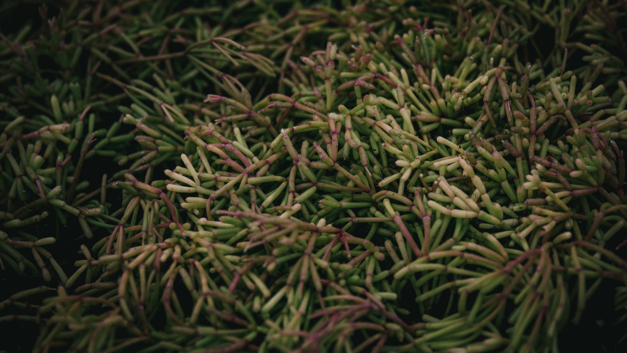 Texture Plants Slideshow