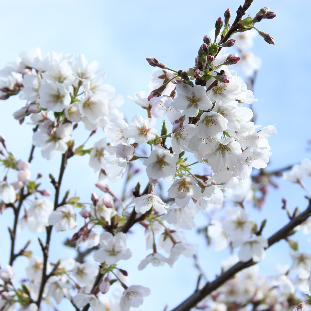 Prunus yedoensis Image