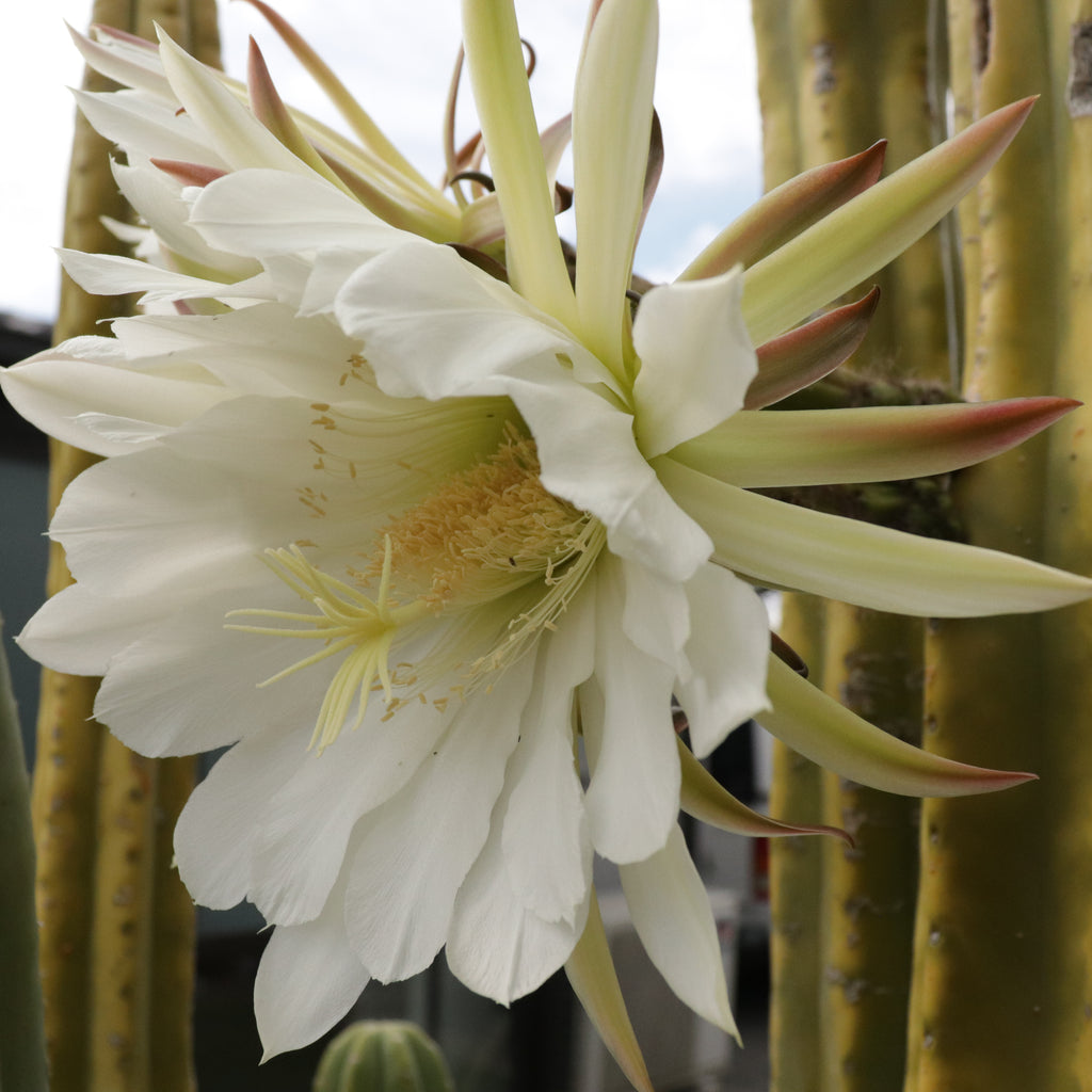 Echinopsis pachanoi Image