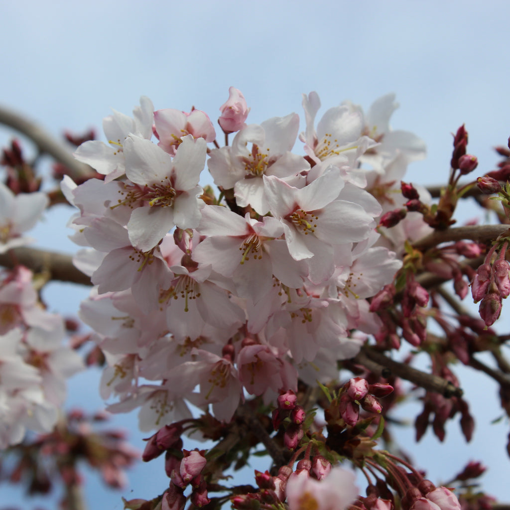 Prunus Falling Snow Image