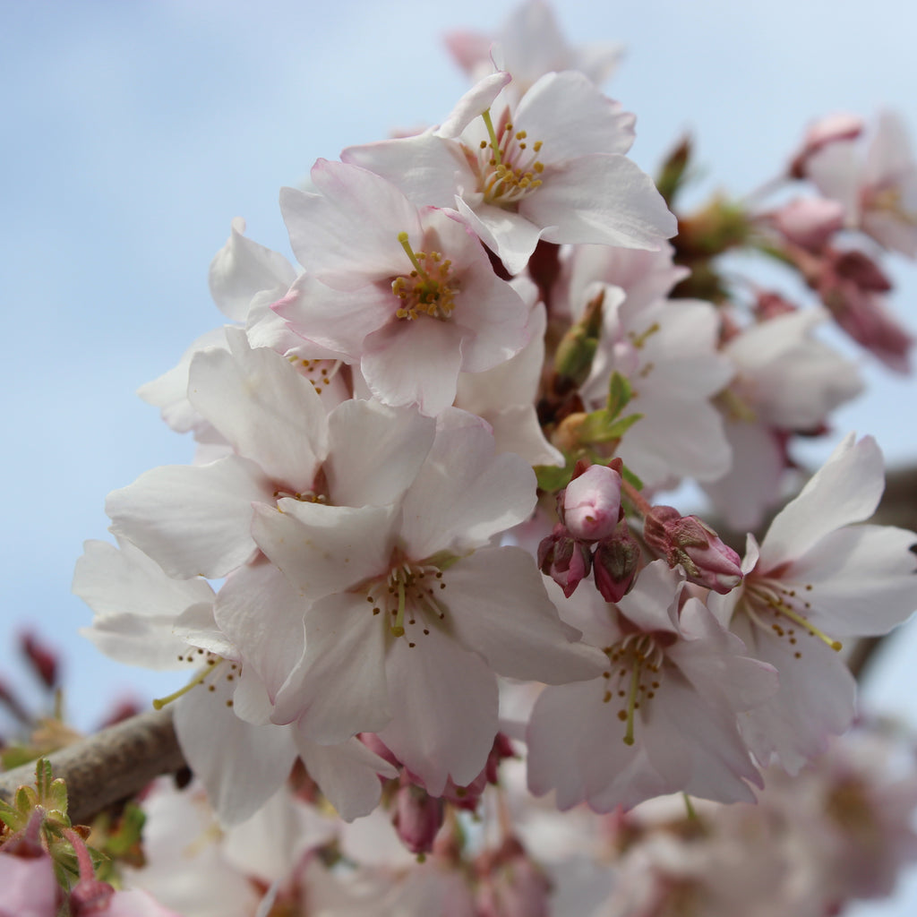 Prunus Falling Snow Image