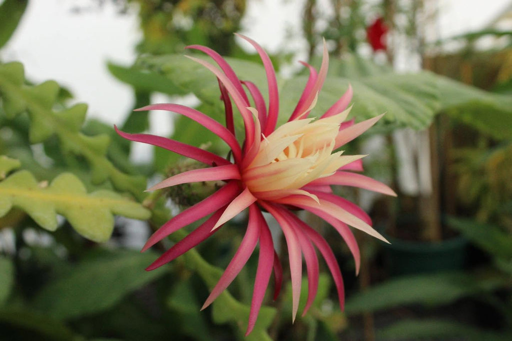 Selenicereus anthonyanus Image