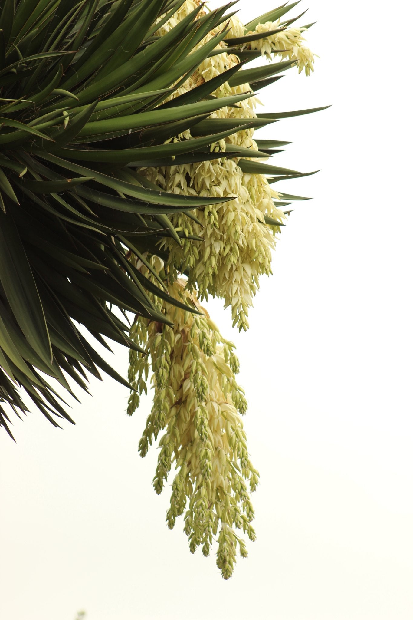 Yucca fillifera
