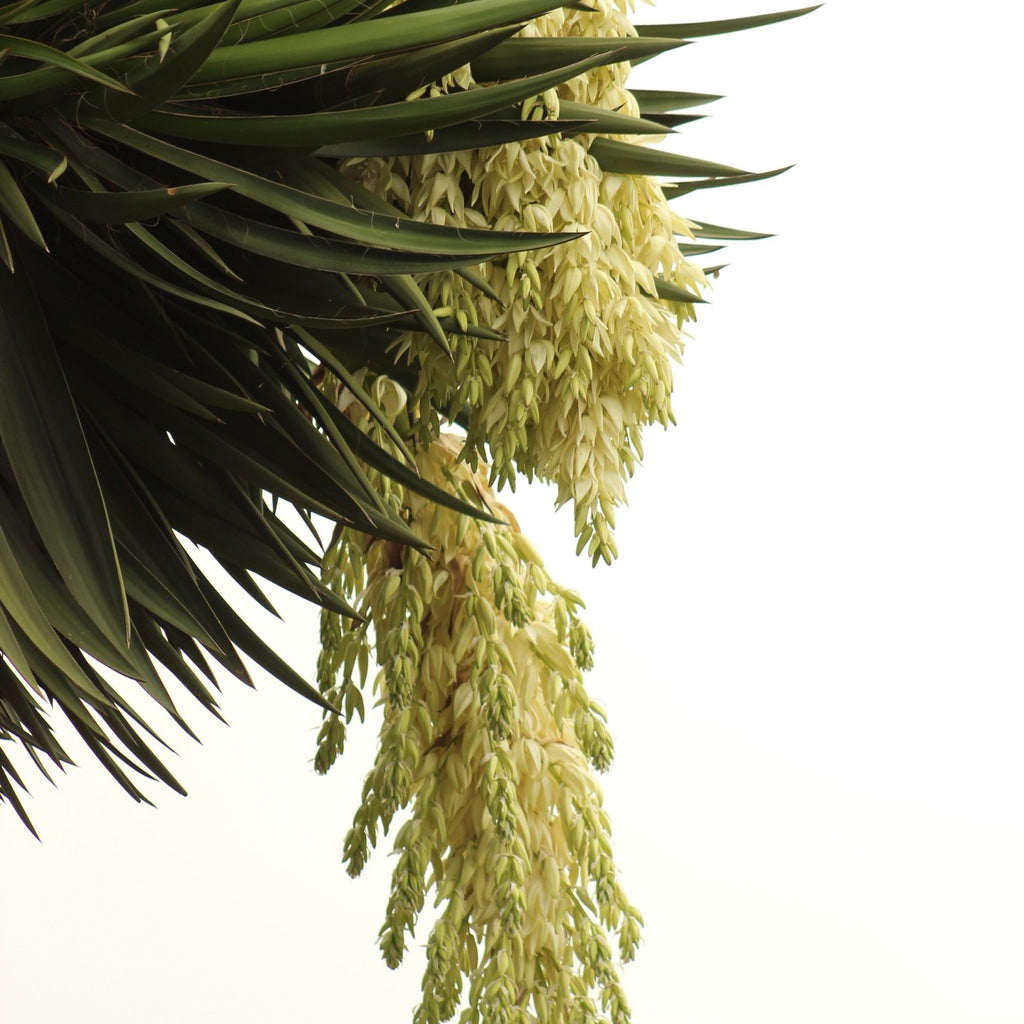 Yucca fillifera Image