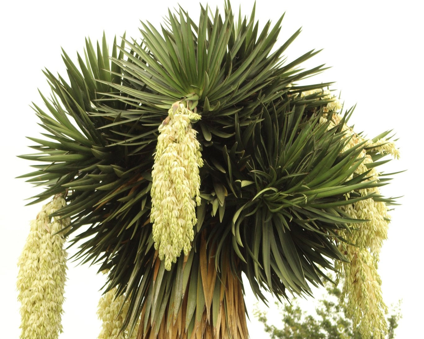 Yucca fillifera