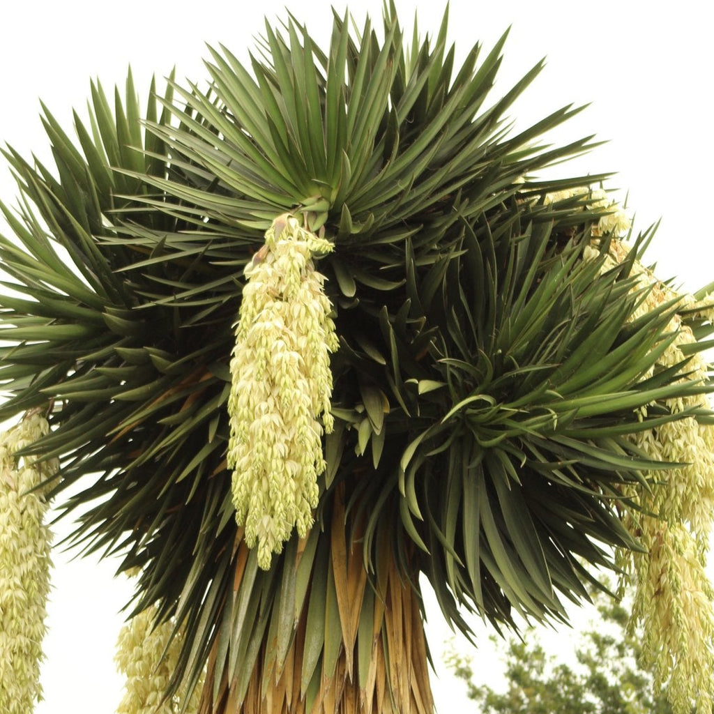 Yucca fillifera Image