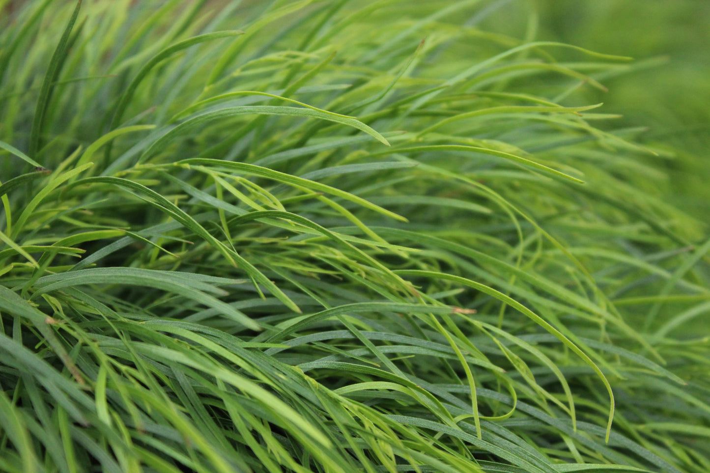 Acacia cognata Limelight