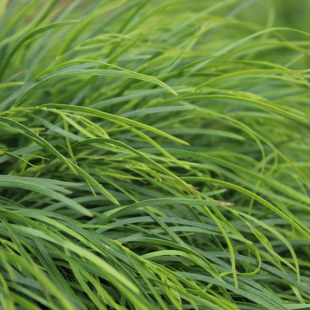 Acacia cognata Limelight Image