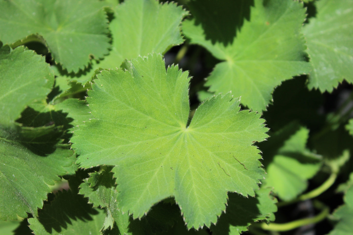Alchemilla mollis