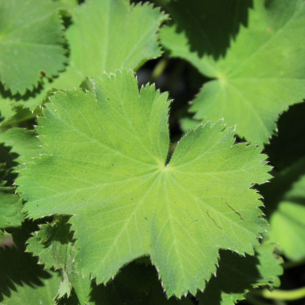 Alchemilla mollis Image