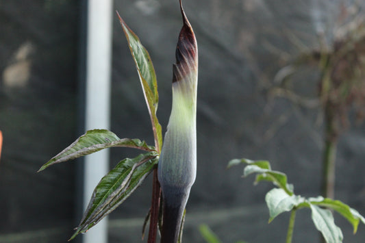 Arisaema exappendiculatum