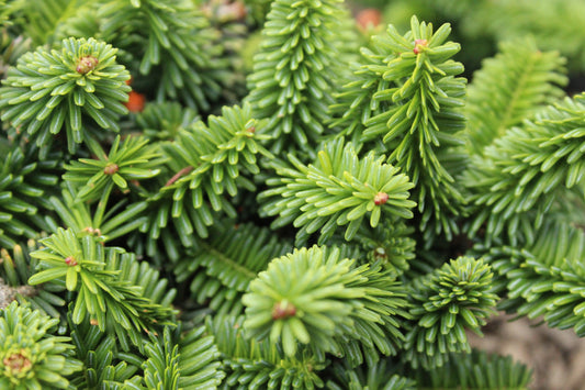 Abies balsamea Hudsonia
