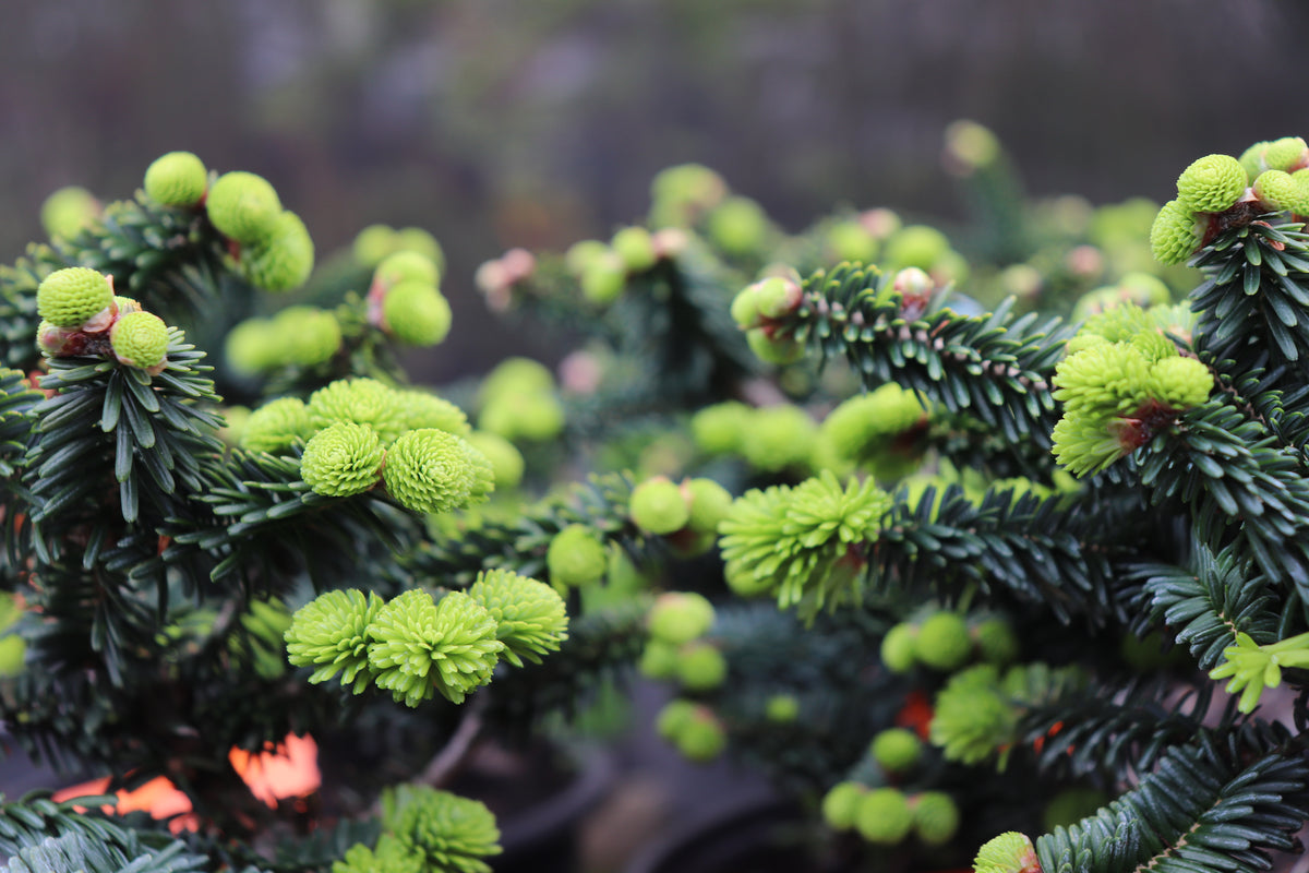 Abies balsamea Hudsonia 2
