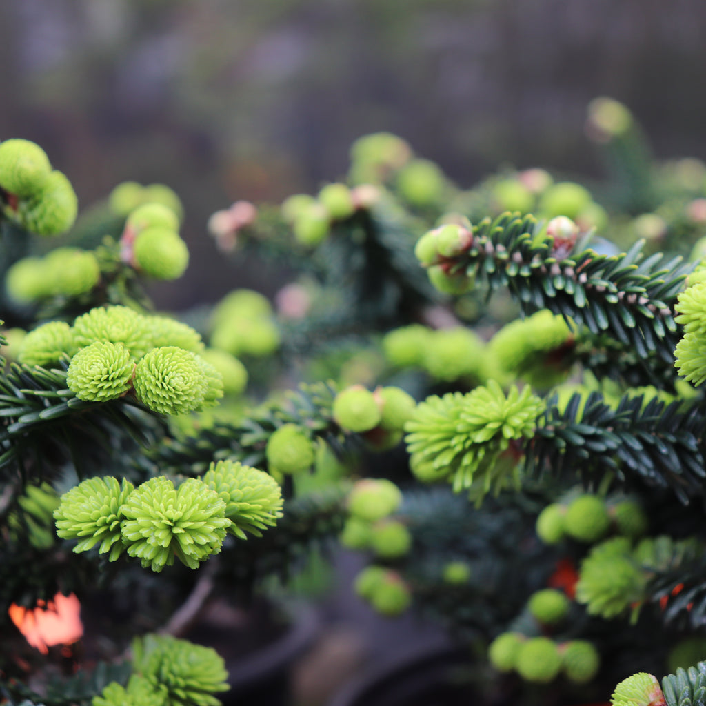 Abies balsamea Hudsonia Image