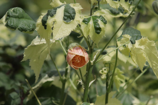 Abutilon Savitzii 3