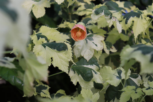 Abutilon Savitzii 5