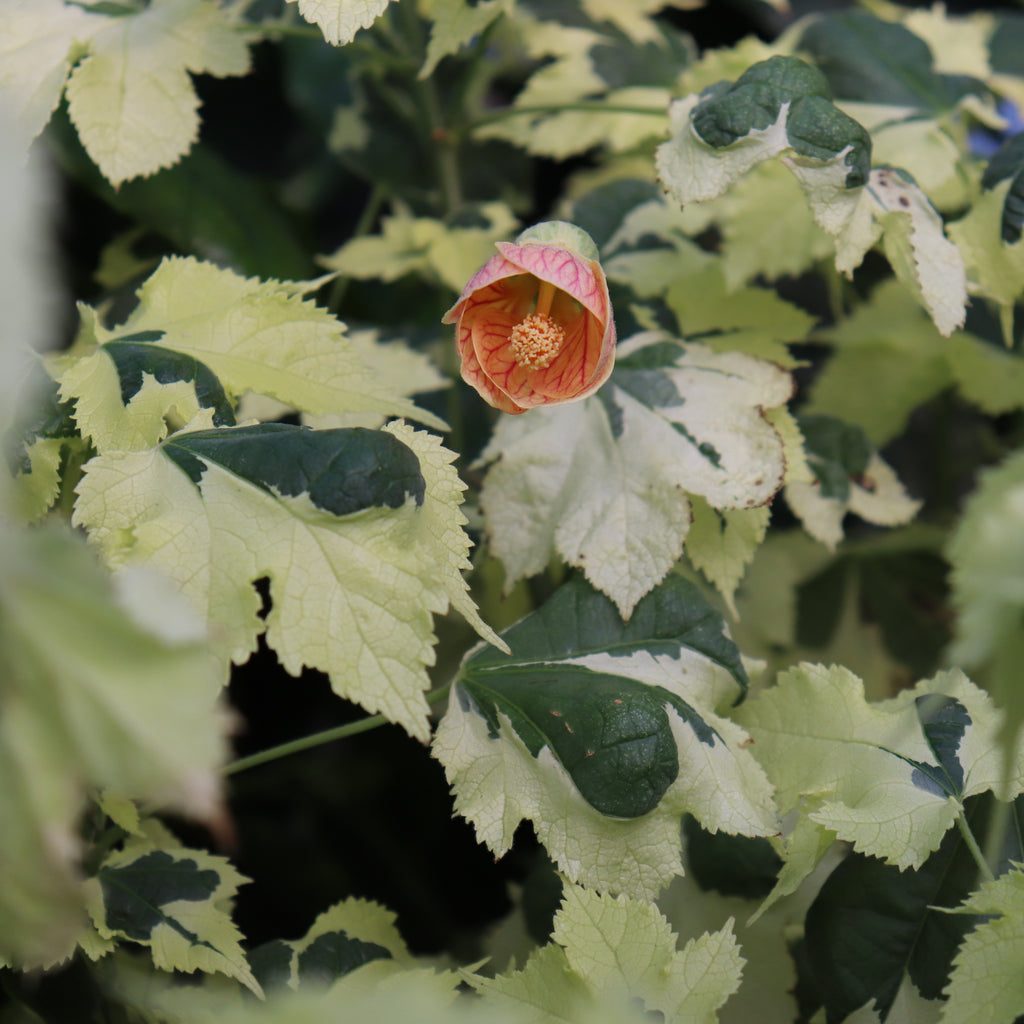 Abutilon Savitzii Image