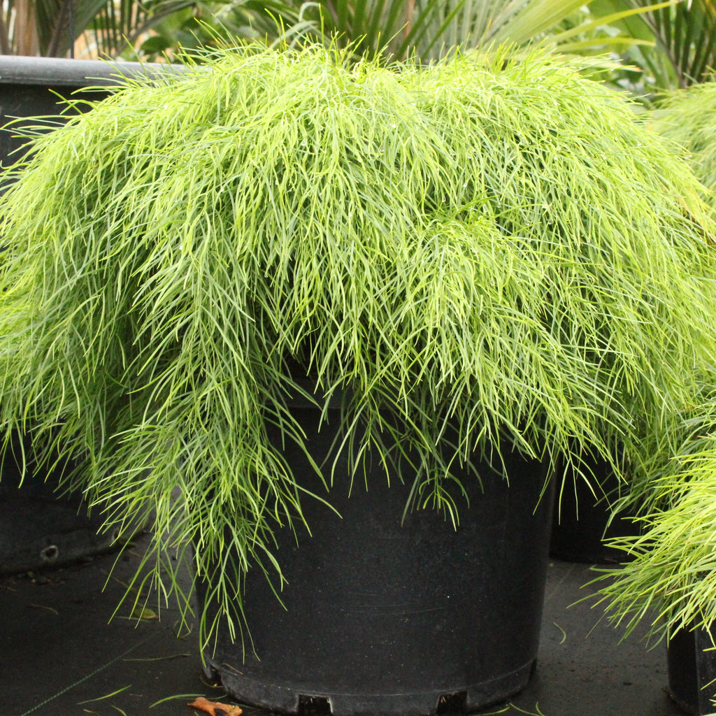 Acacia cognata Limelight Image