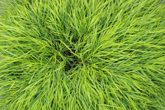 Acacia cognata Limelight 2