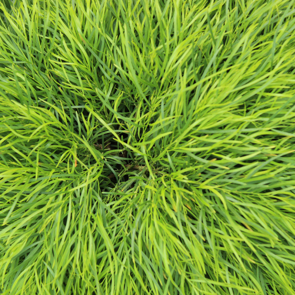 Acacia cognata Limelight Image