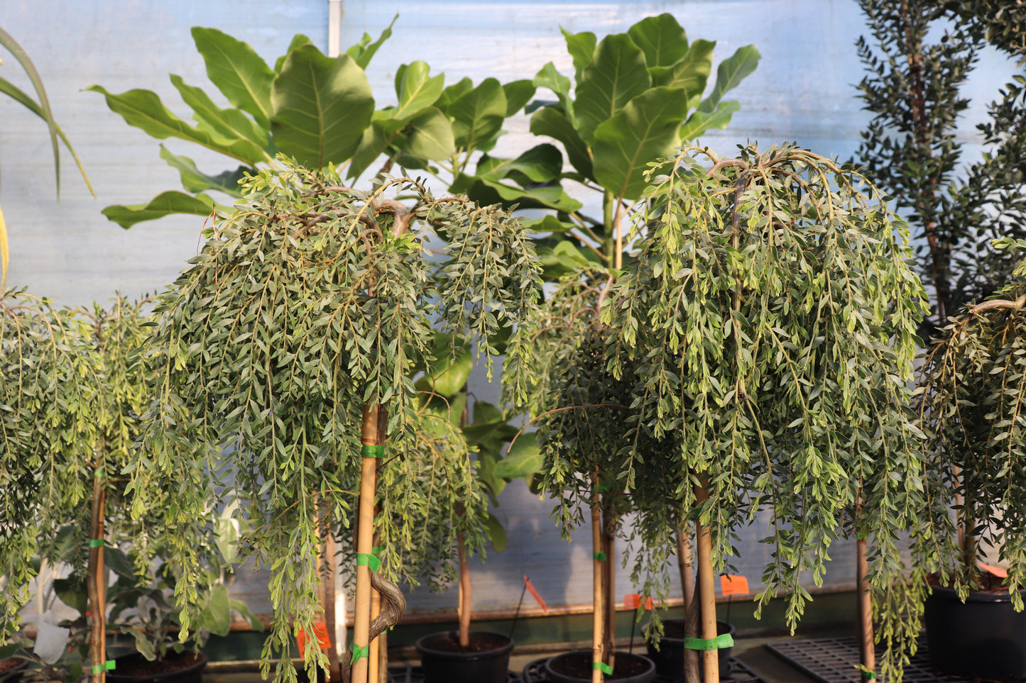 Acacia howittii
