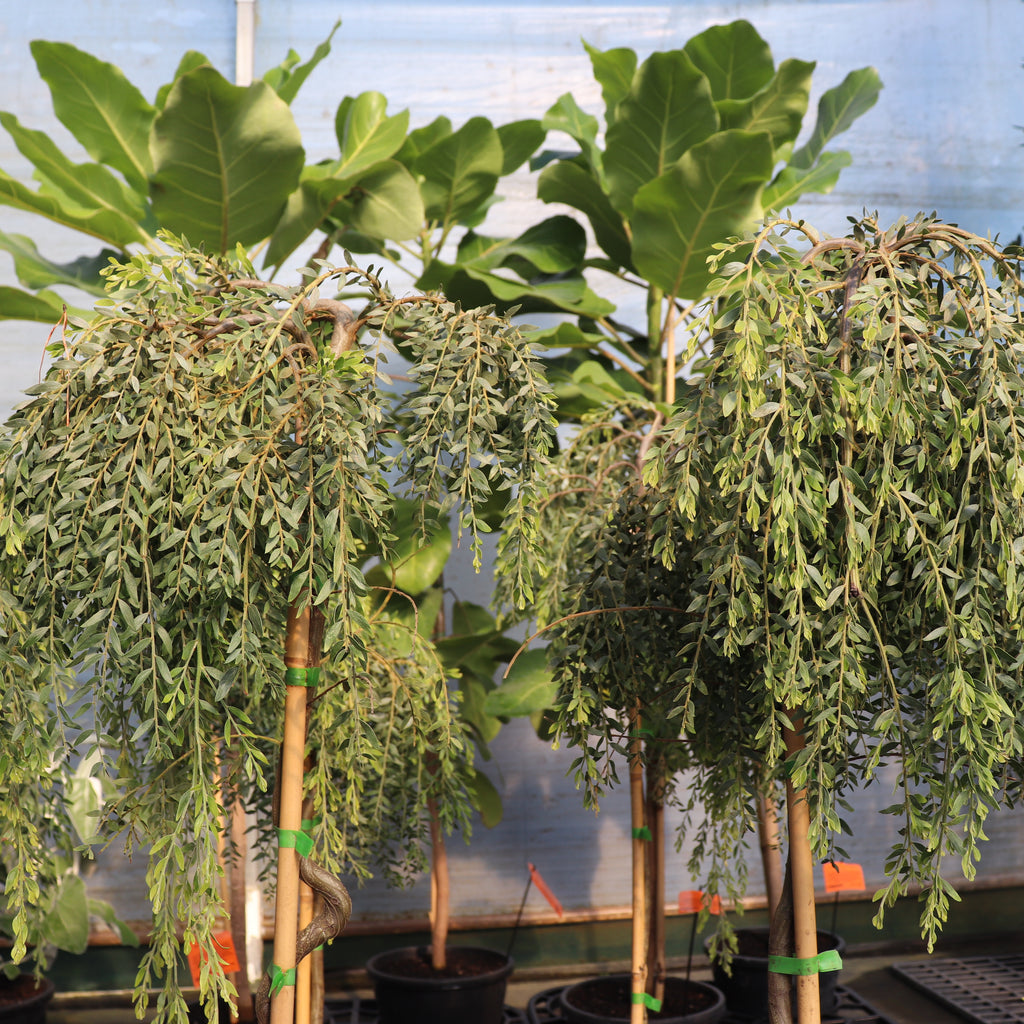 Acacia howittii Image
