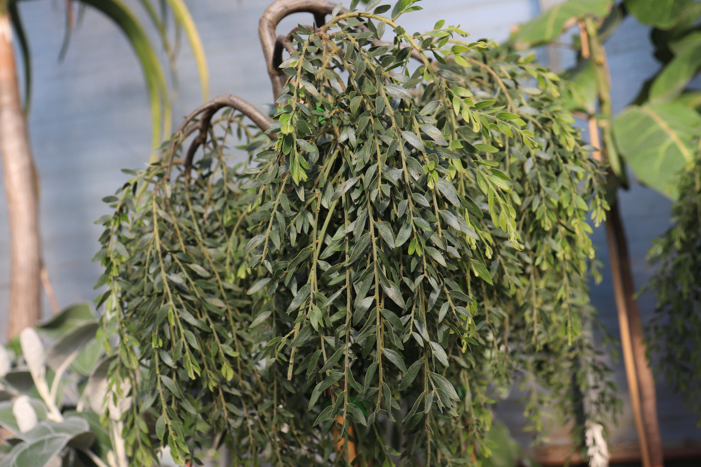 Acacia howittii 2
