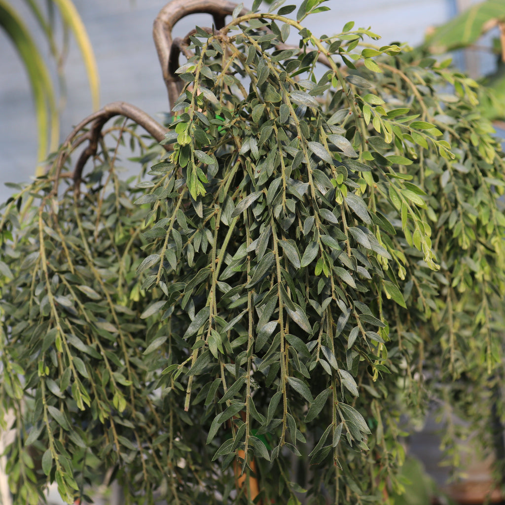 Acacia howittii Image