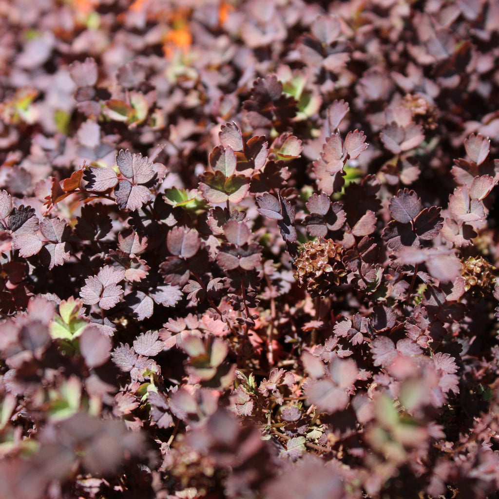 Acaena purpurea Image