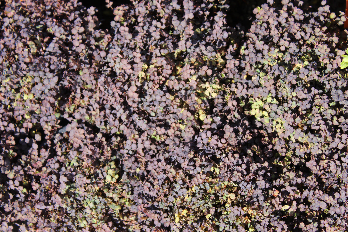 Acaena purpurea 2