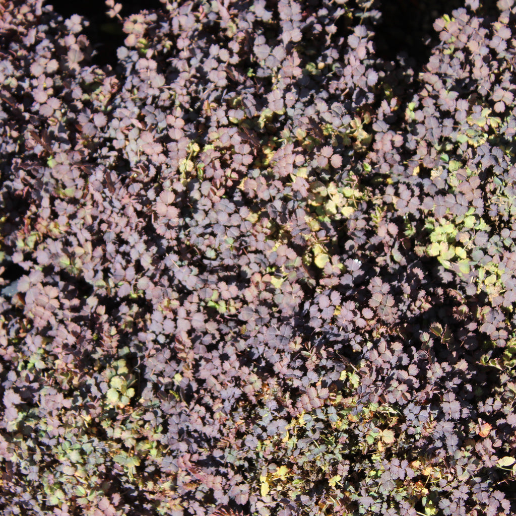 Acaena purpurea Image