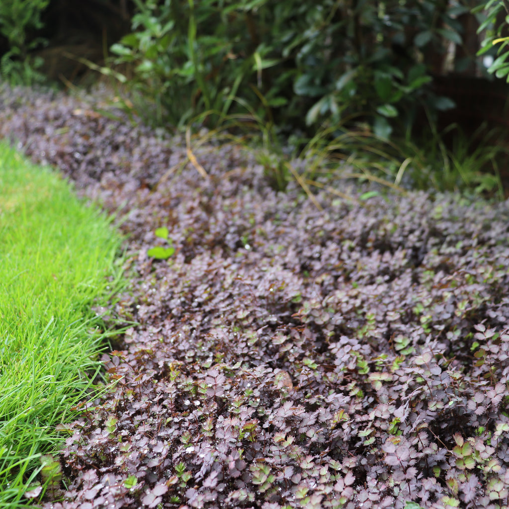 Acaena purpurea Image