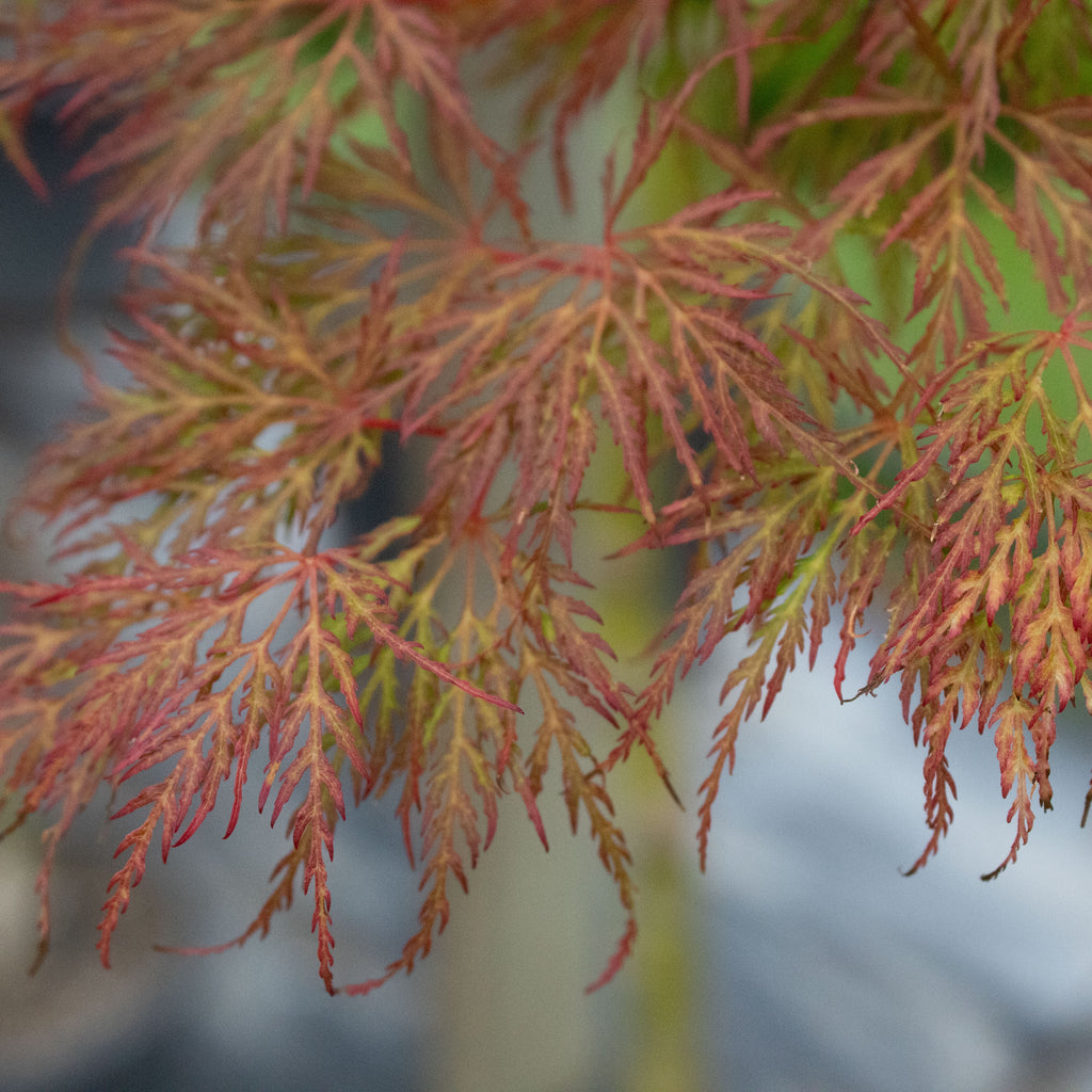 Acer Emerald Lace Image